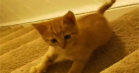 adorable baby orange kitty playing on stairs