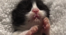 adorable cute baby foster kitten hiccups