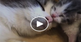 adorable mama and baby kitten love