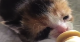 baby foster kitten loves bottle milk
