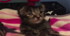 baby murphy adorable foster kitten swag