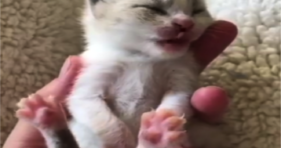 baby white vanilla kitten jelly bean toes stretching