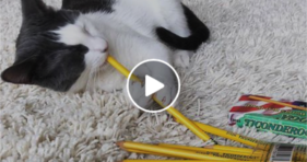 cute cat loves pencils adorable kitty