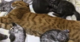 orange papa cat sleeps with kittens