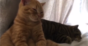 super cute orange kitty tries to stay awake