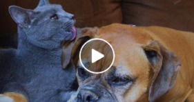 unlikely furriends odd couple cat & dog foster adorable kittens