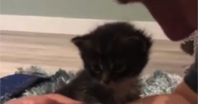 adorable foster kitty loves his foster dad
