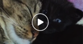 adorable kitties snuggle for days