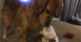 adorable kitty with thumbs loves dogs cute cat