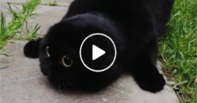 cute black toothless furbaby kitten