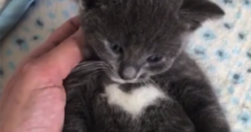 cute kitten heart shape and batman symbol birthmark