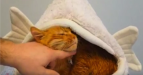 milo the orange cat loves vet cute kitty