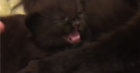 Black Foster Kitten Fur Babies