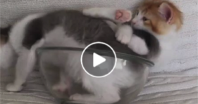 Cuddly Baby Kittens Hanging In A Bowl
