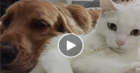 Cute Unlikely Furriends Are Changing The World!