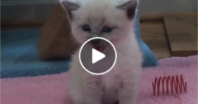 Talkative Baby Foster Kitten Is Super Cute