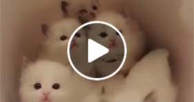 bowl full of baby white kittens ear to ear smile
