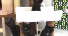 Are These Four Black Kitties Identical?