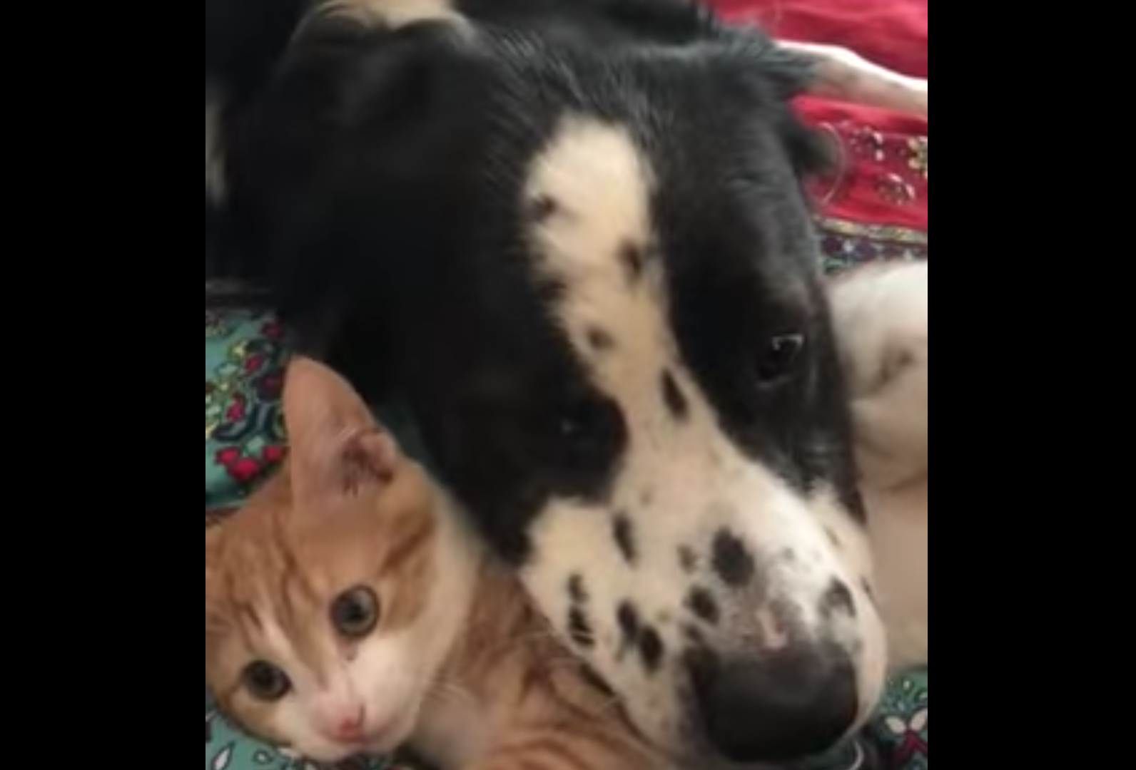 Big Dog Loves Playing With Tiny Kitten - Cats vs Cancer