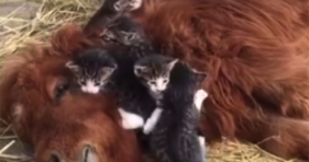 A Mini Horse And His Kittens