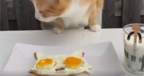 Best Breakfast Meal For Cat Lovers