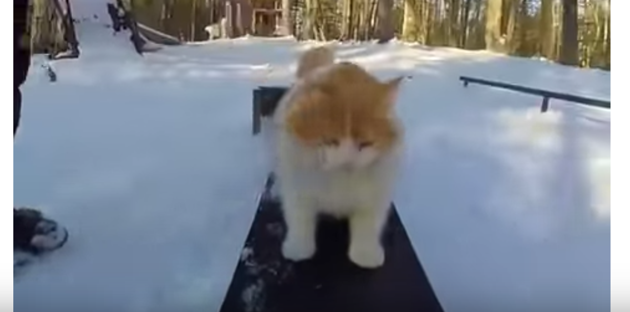 Snowboarding Cat Lives To Get Radical - Cats vs Cancer