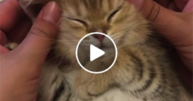 The Ultimate Kitten Face Massage
