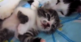 Kitten Is Having Bad Dream Cute Kitty