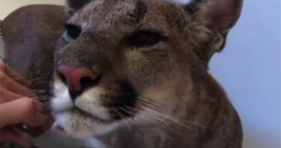 Big Cats Need Bath Time Too cute cats mountain lion
