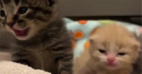 Meet The Foster Kitten Gang adorable kittens