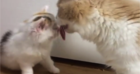 Baby Kitty Gets All Of The Love & Licks