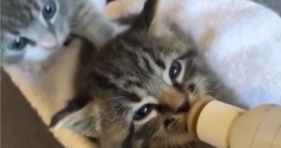 Cute Kitten Refuses To Share The Goods