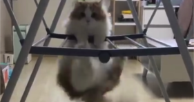 How We Look At The Gym funny kitten
