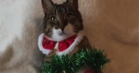Best Christmas Tree Cat Ever Catmas Kitty