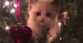 Kitten Is The Guardian Of Christmas
