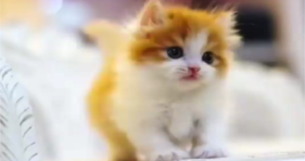 These Kittens Were Created To Melt Hearts