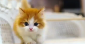 Get Ready To Fall In Love with these adorable kittens
