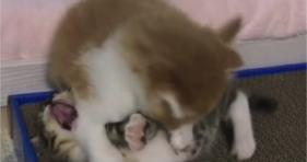 Ultimate Battle Of Cuteness kittens adorable