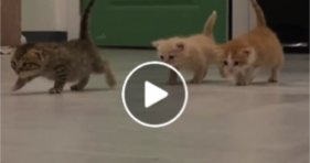 Adorable Foster Kitten Bed Parade! cats vs cancer