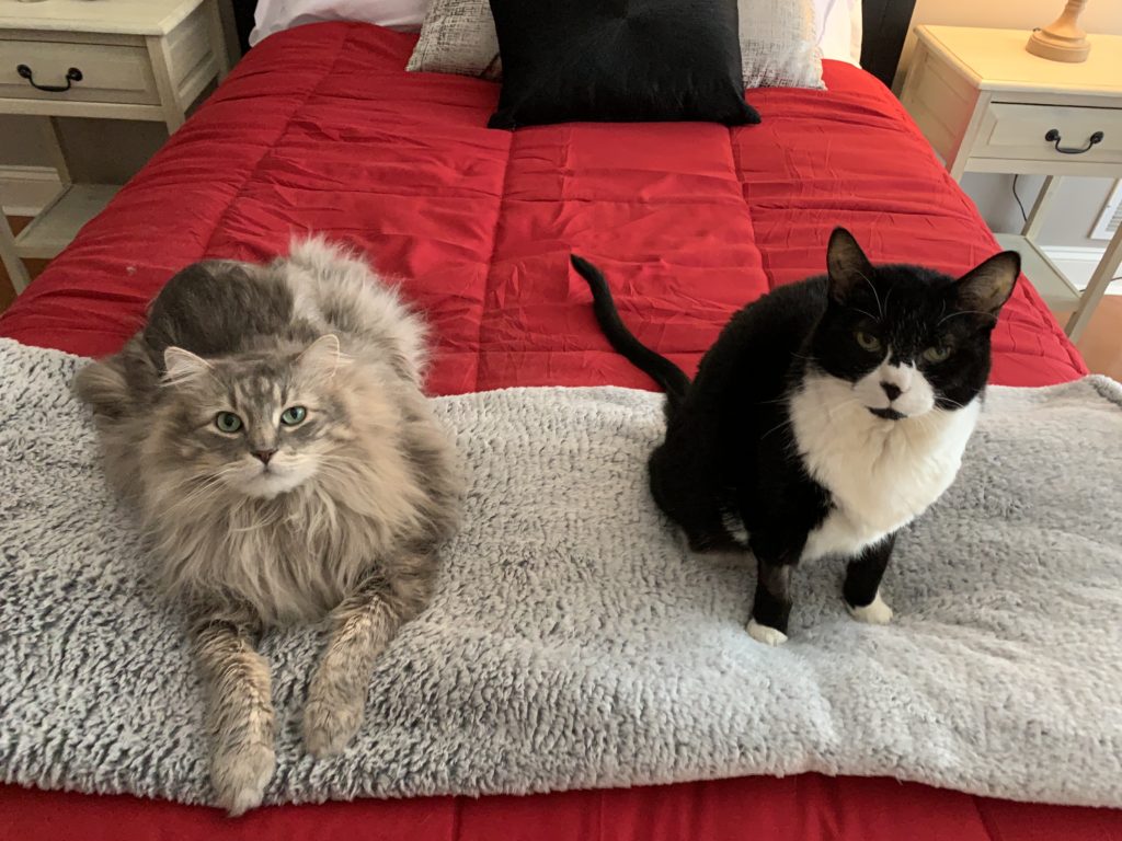 Meet Our Instagram Cats Of The Month Pixie And Rockie Cats Vs Cancer