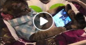 Netflix And Chill Cat! cats vs cancer