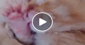 Precious Baby Kitten Sucks Its Thumb cats vs cancer