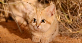 Is The Sand Kitten The Cutest Of All Time? cats vs cancer