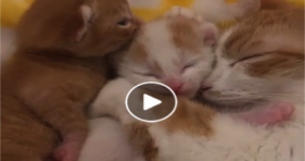 Meet Lila and Her Adorable Foster Family cats vs cancer