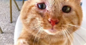 Meet Bruce Willis The Cat cute cats vs cancer