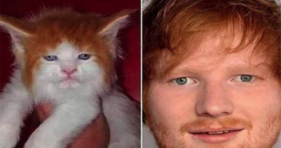 TWINSIES!! A Spitting Image Of Ed Sheeran adorable cats vs cancer