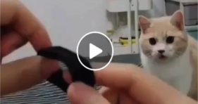What If All Kitties Played Fetch? cute cats vs cancer