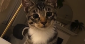 What Goes On In This Kitten's Head? cute cats vs cancer