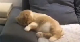 Kitty Dreaming Is The Cutest Thing You'll See cats vs cancer