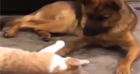 This German Shepard And Kitty Are Besties cats vs cancer